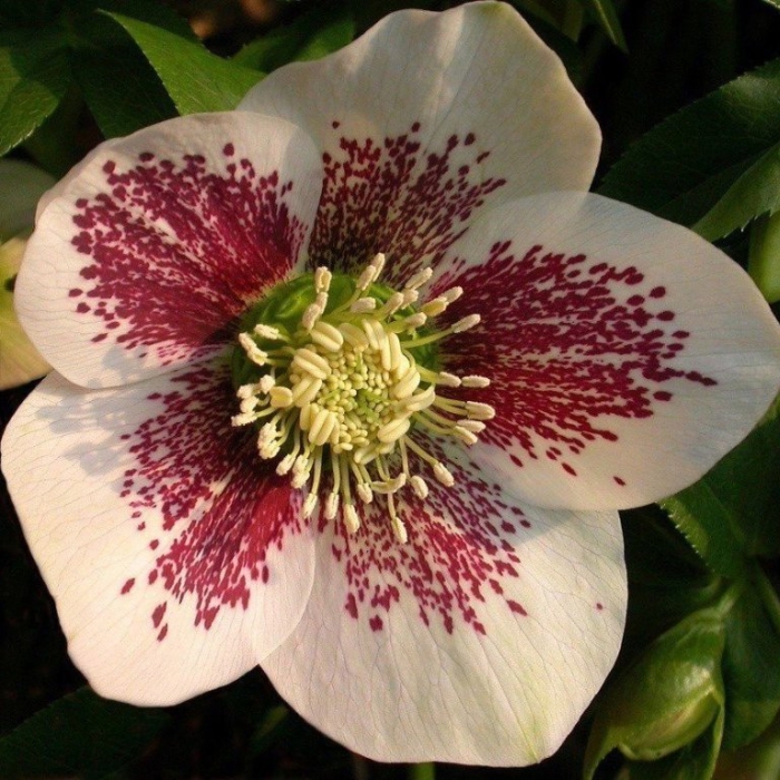 Морозник orientalis 'bollene'