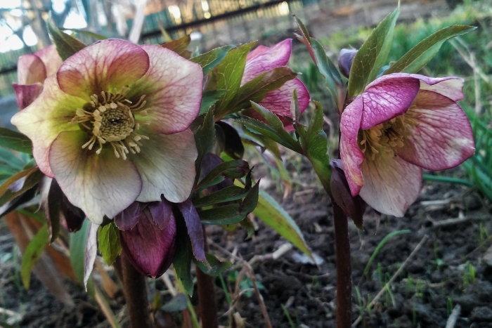 Морозник геллеборус