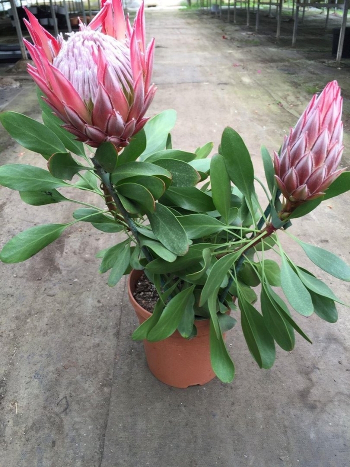 Протея артишоковая цветок