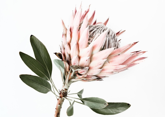 Протея артишоковая королевская