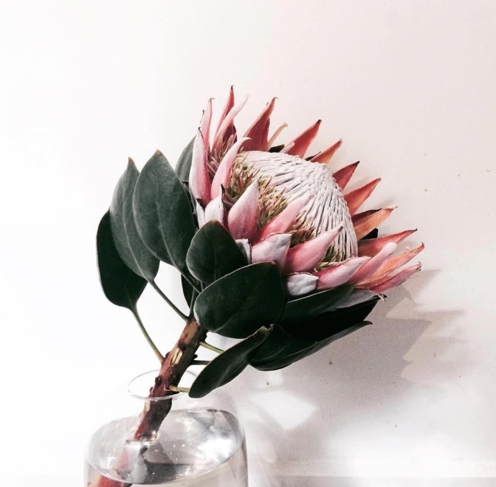 Протея кинг мадиба