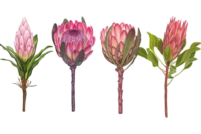 Протея кинг цветок