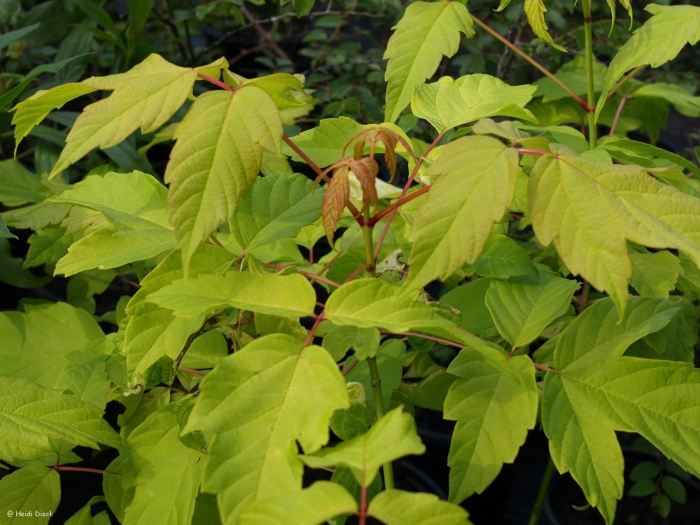 Клён ясенелистный acer negundo odessanum