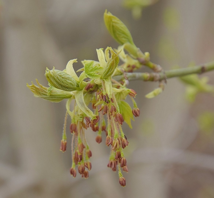 Клен ясенелистный крылатки