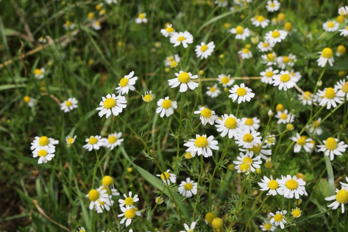 Матрикария хамомилла