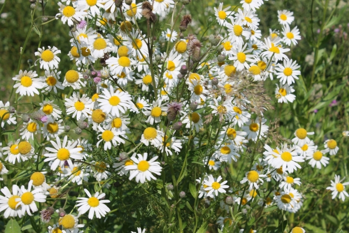 Ромашки (matricaria recutita)