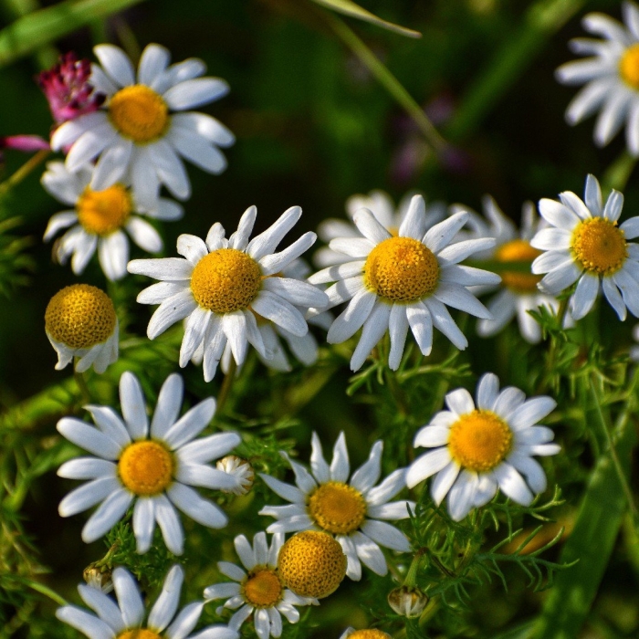 Ромашка аптечная – chamomilla recutita