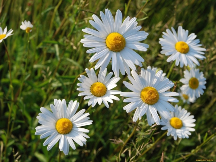 Ромашка поповник маргаритка