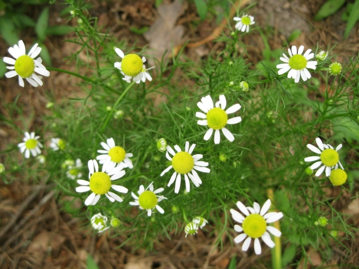 Matricaria chamomilla