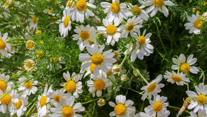 Ромашка аптечная matricaria chamomilla