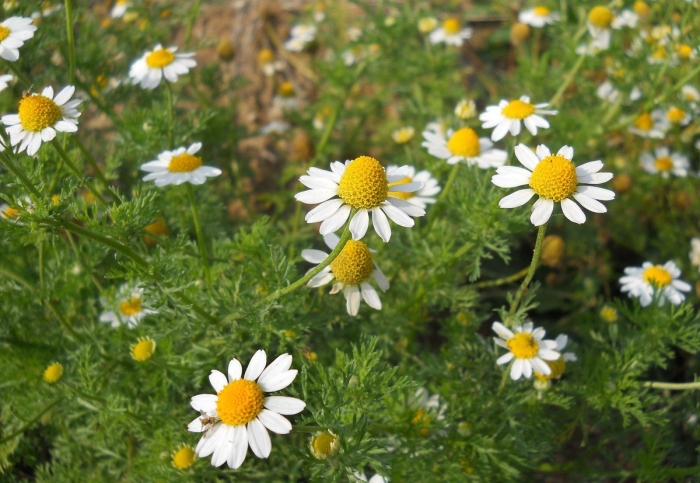 Ромашка аптечная matricaria chamomilla