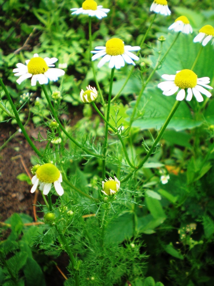 Matricaria chamomilla