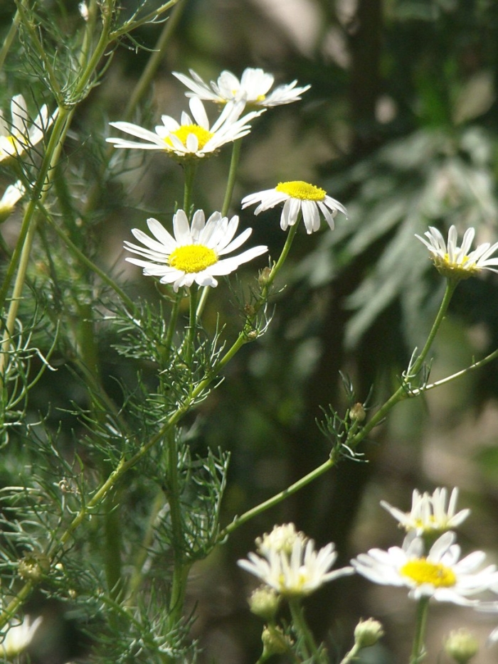 Ромашка лекарственная в башкортостане