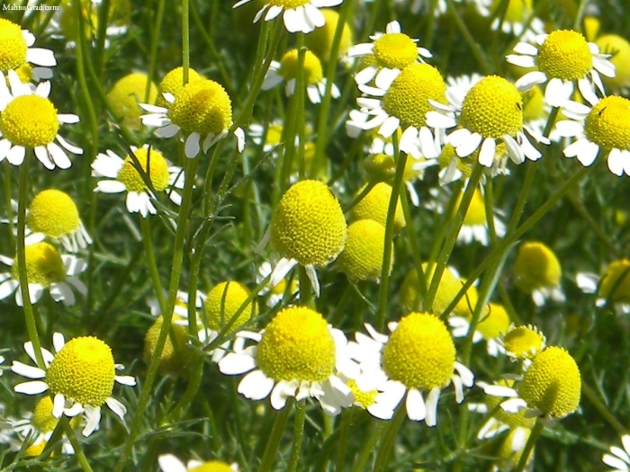 Ромашка аптечная matricaria chamomilla