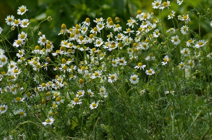 Ромашка аптечная matricaria chamomilla