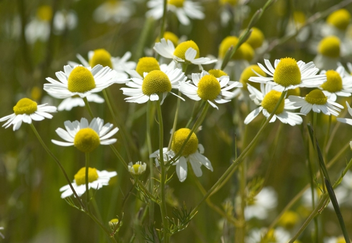 Matricaria chamomilla