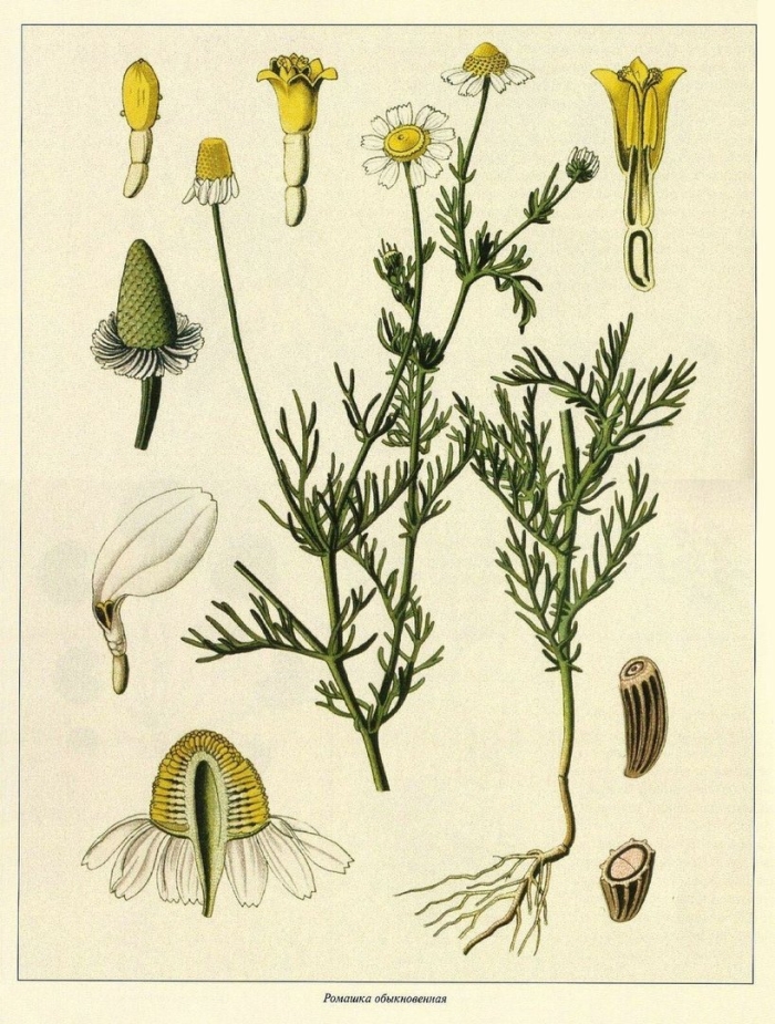 Ромашка непахучая (matricaria inodora)