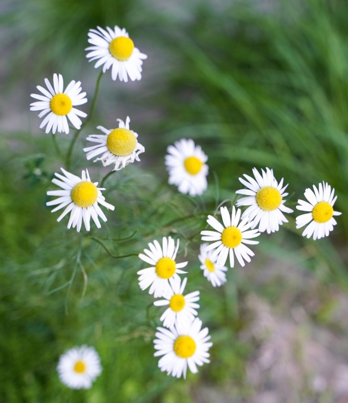 Ромашка аптечная matricaria chamomilla