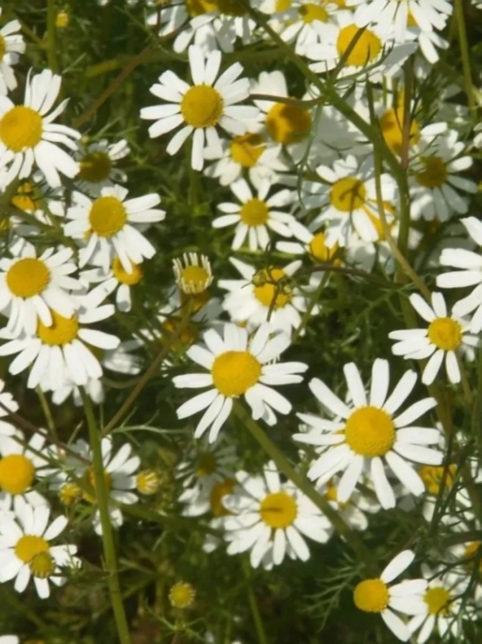 Matricaria chamomilla