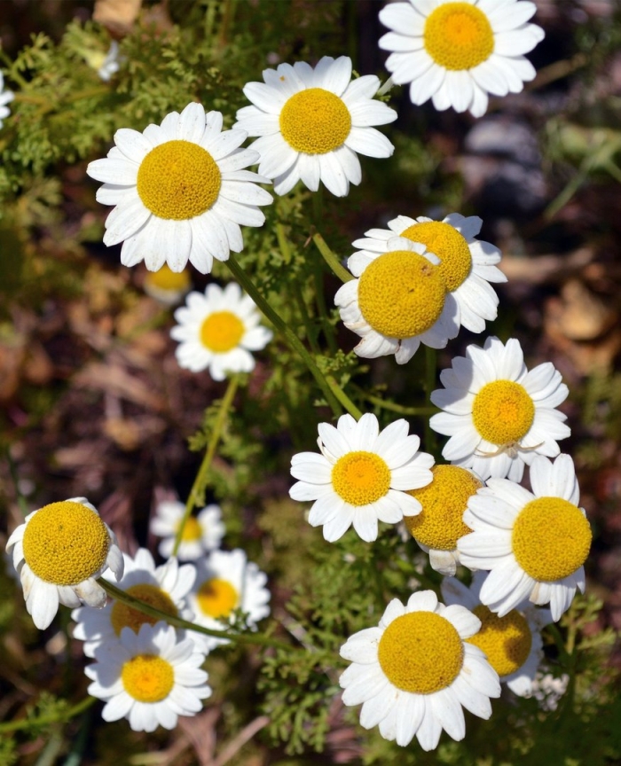 Лекарственная ромашка