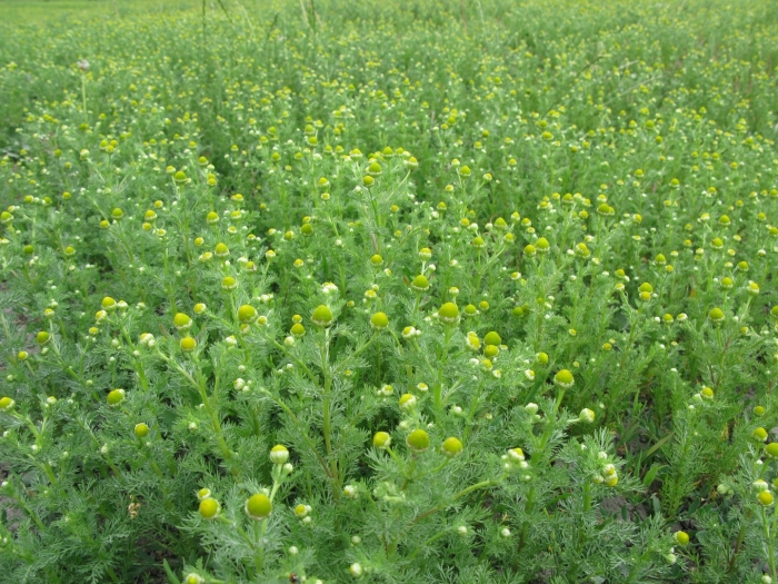 Matricaria matricarioides – ромашка пахучая