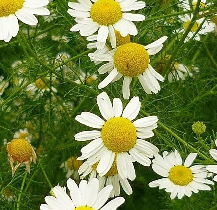 Перитрумная ромашка