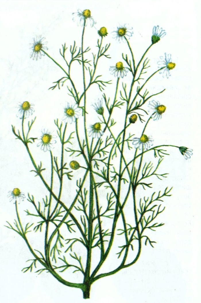 Семейство сложноцветные ромашка лекарственная