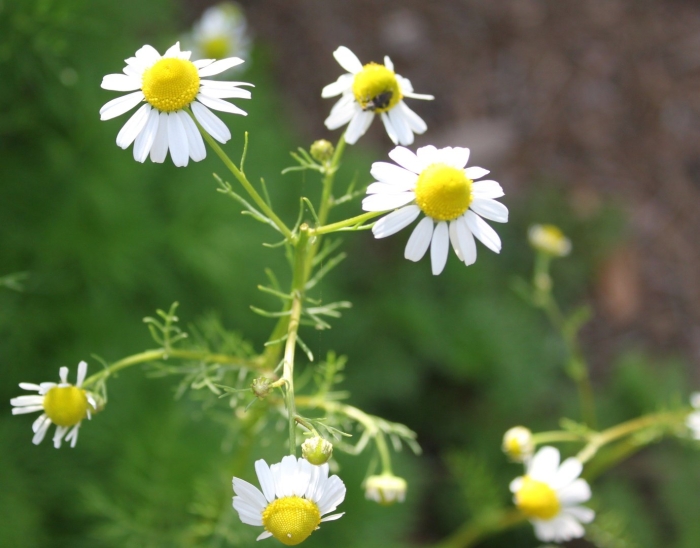 Wild chamomile