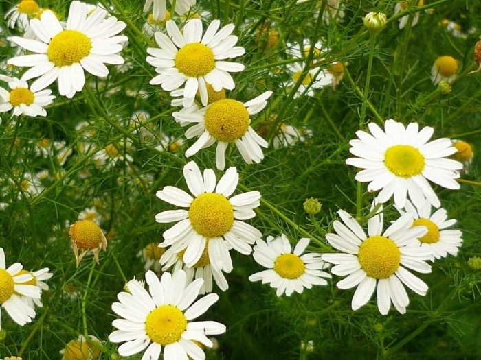 Ромашка лекарственная