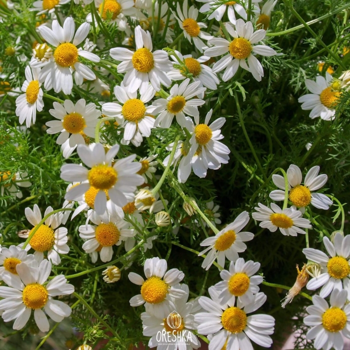 Ромашка аптечная matricaria chamomilla