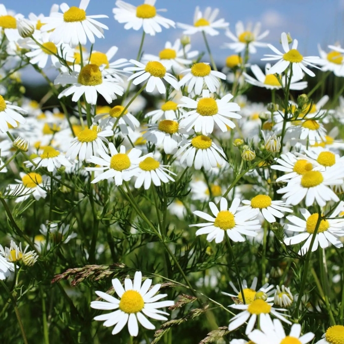 Matricaria chamomilla