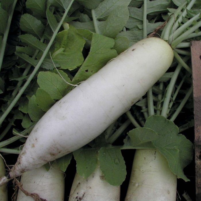 Дайкон миноваси