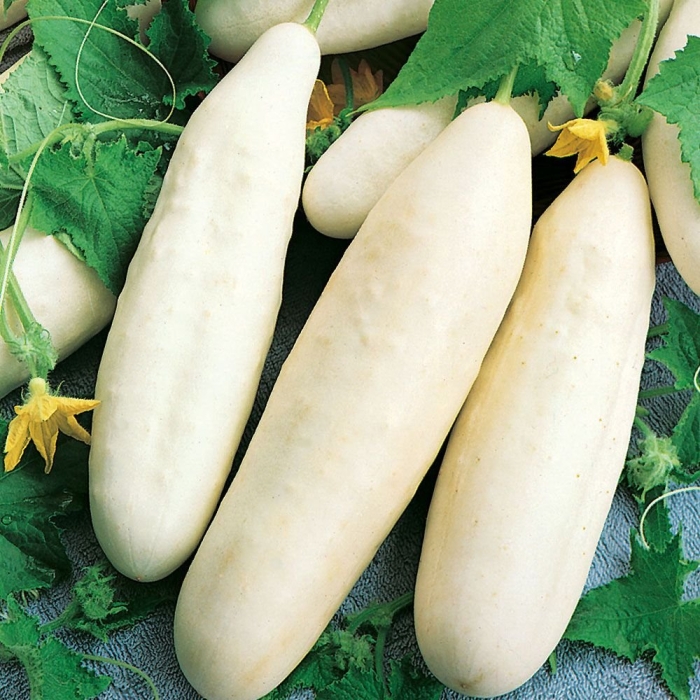 Огурец белый ангел f1