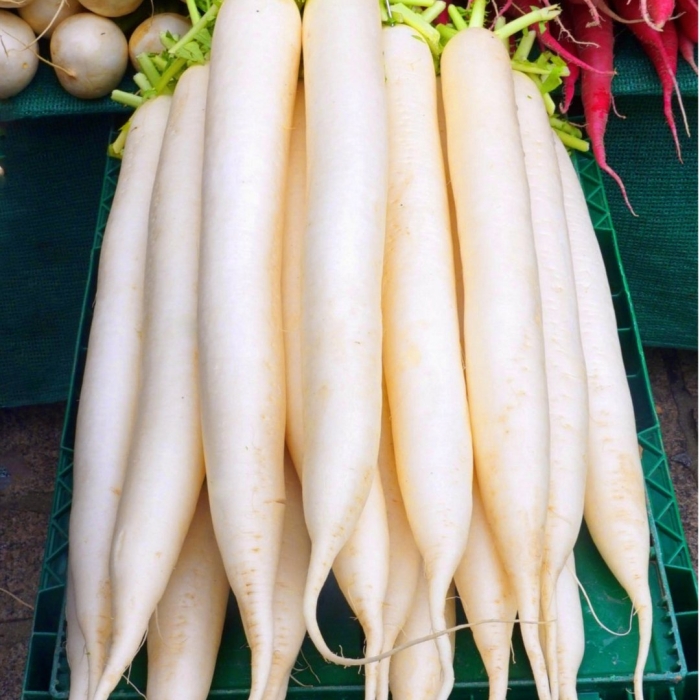 Корнеплод дайкон