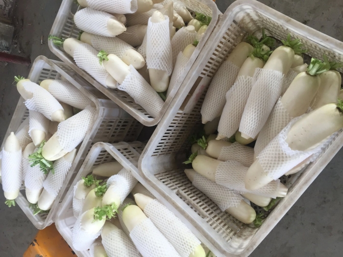 Белый редис