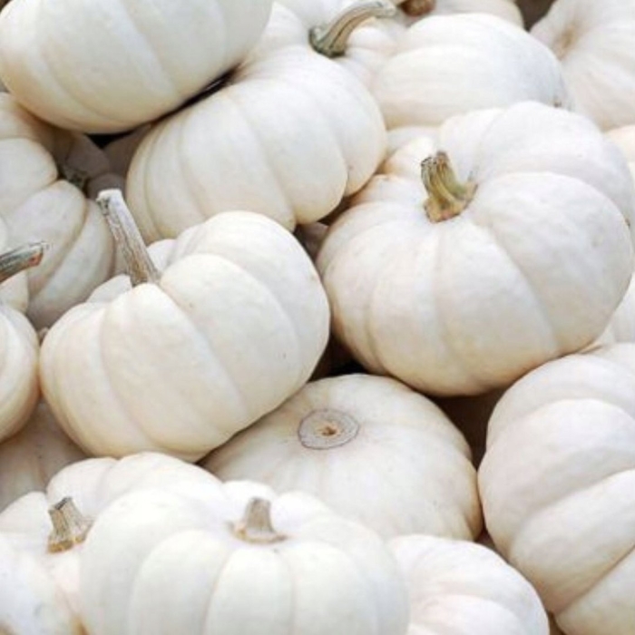 Тыква белая