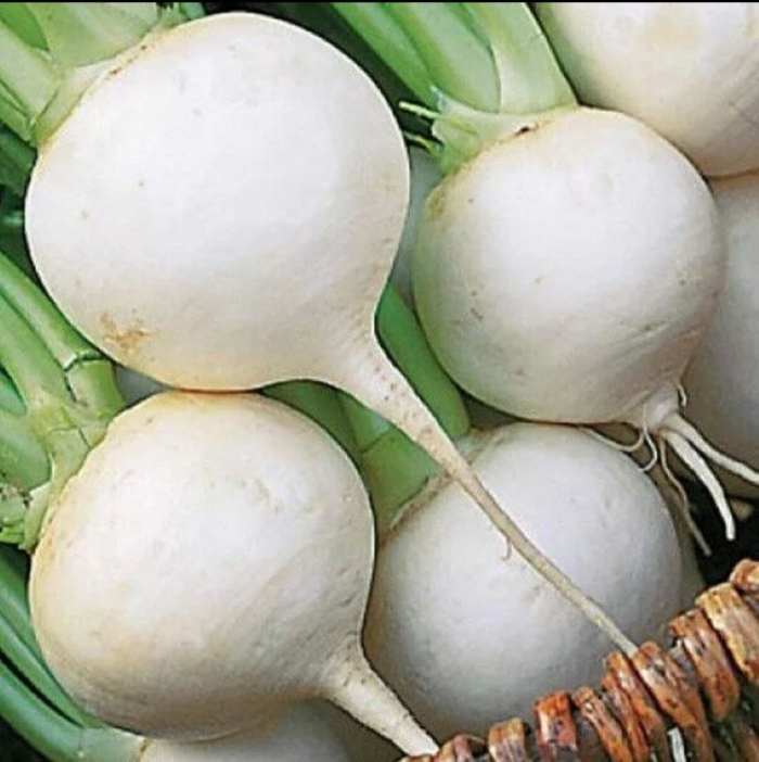 Дайкон редька