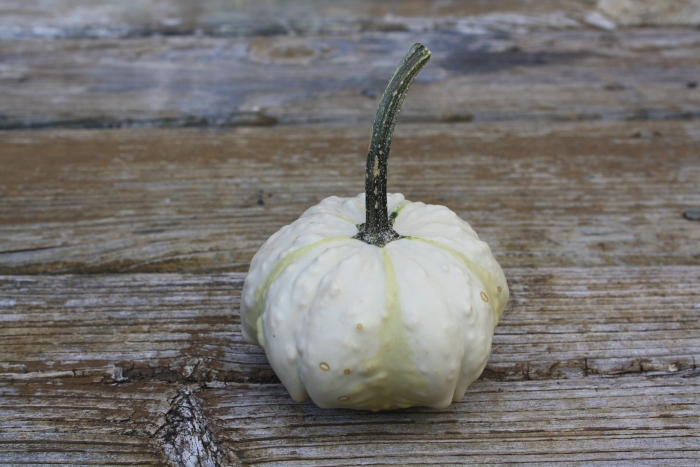 Тыква сквош уайт