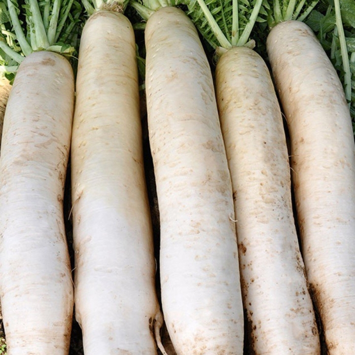 Белая редька дайкон