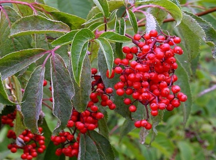 Бузина красная sambucus