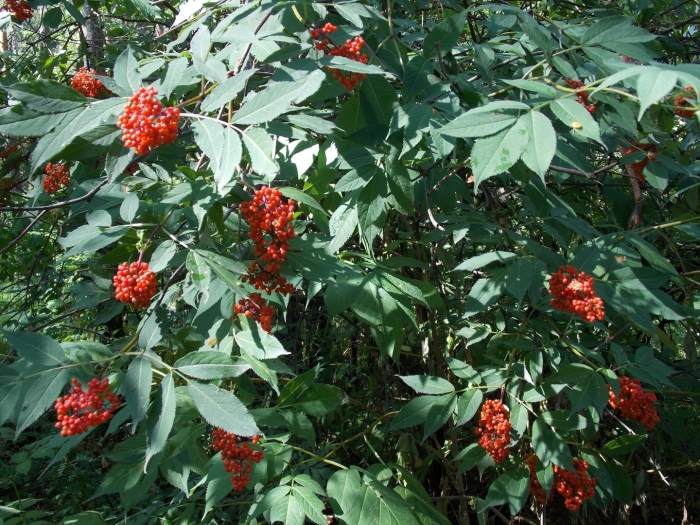 Бузина красная растение