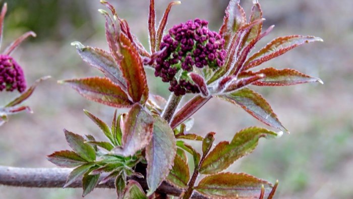 Sambucus sibirica