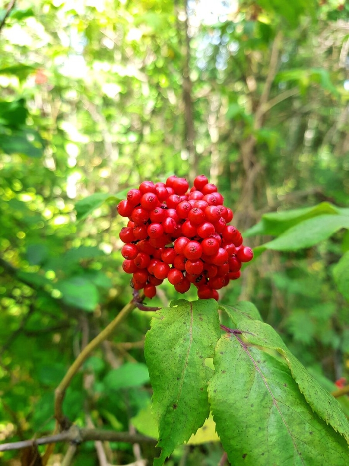 Бузина красная