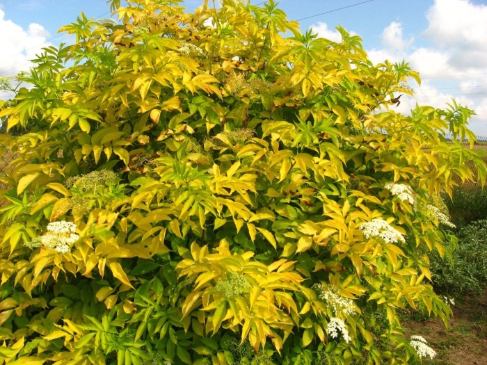 Бузина ауреа