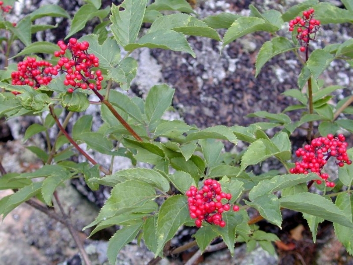 Бузина сибирская