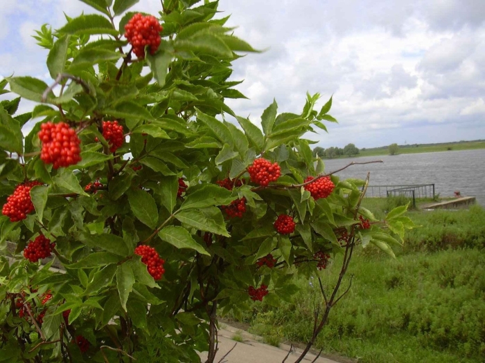 Бузина красная