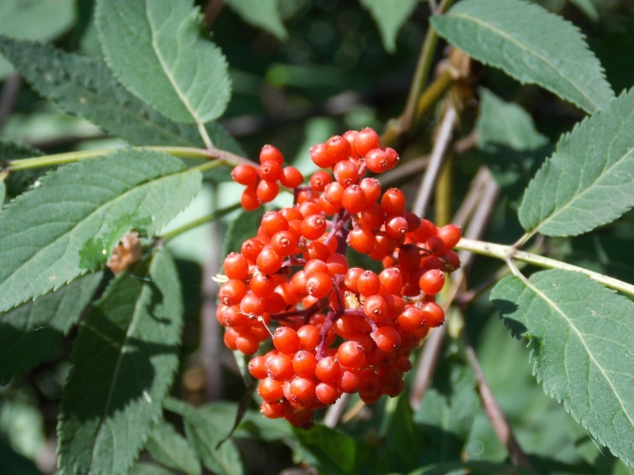 Бузина ягода съедобная