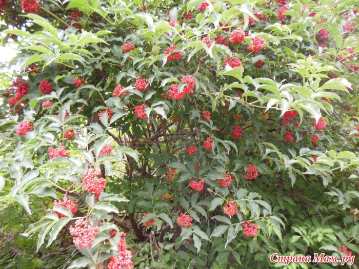 Бузина волчья ягода