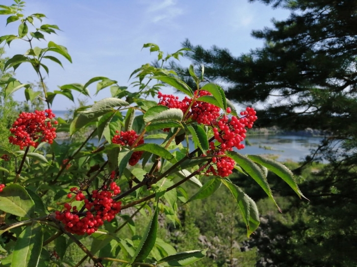 Бузина сибирская красная