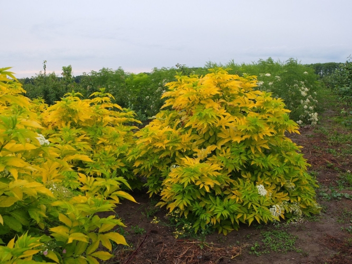 Бузина канадская ауреа